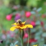 Imagen de Etienne GONTIER en Pixabay